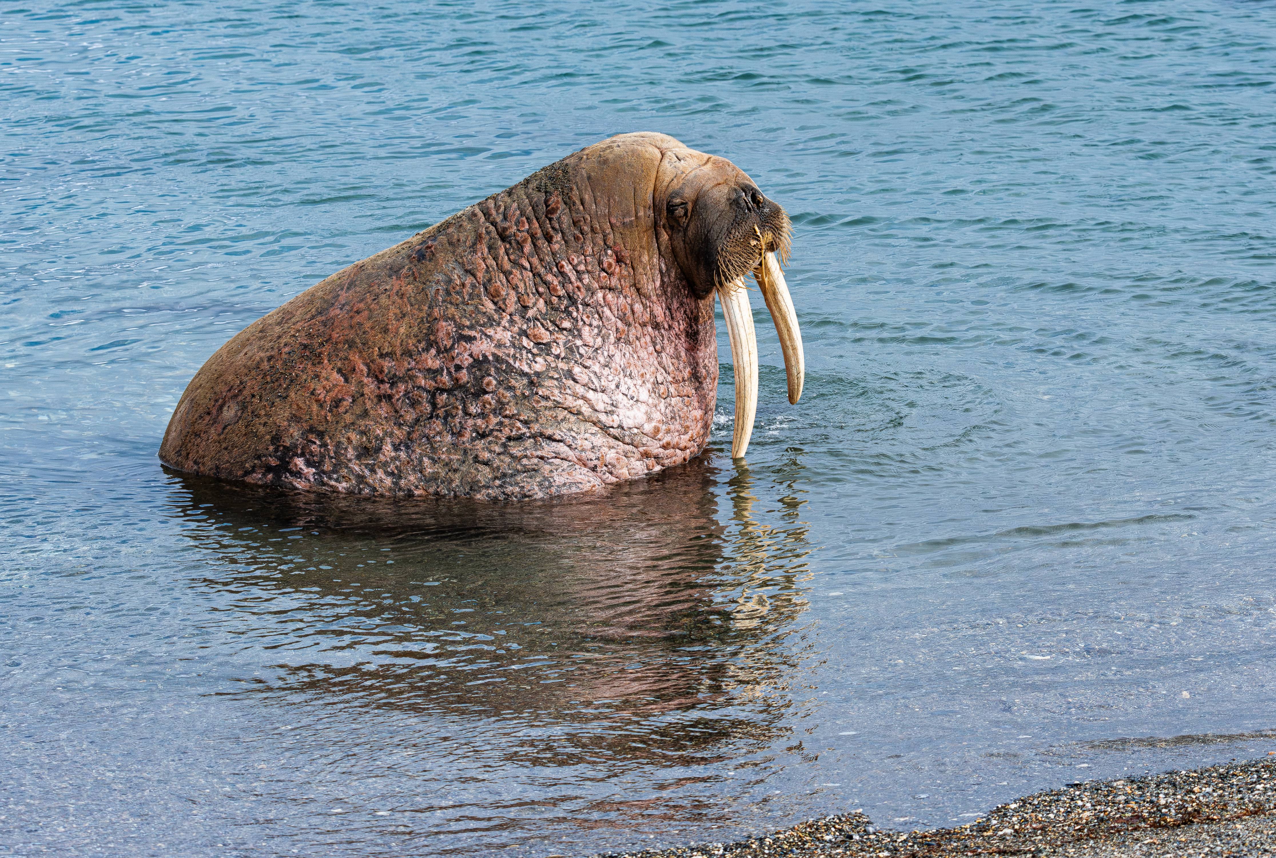 Walrus reflection